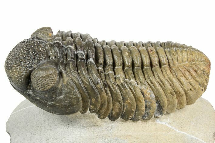 Multi-Toned Drotops Trilobite - Huge Phacopid #193709